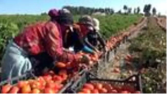 Ziraat teknikerinden yılda 400 ton domates, 150 ton biber yetiştiriciliği