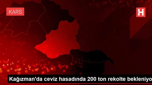 Kağızman'da ceviz hasadında 200 ton rekolte bekleniyor