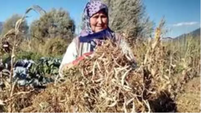 Meşhur Çameli kuru fasulyesinde hasat zamanı