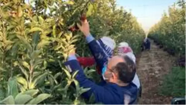 Vali Erkaya Yırık, elma hasadına katıldı