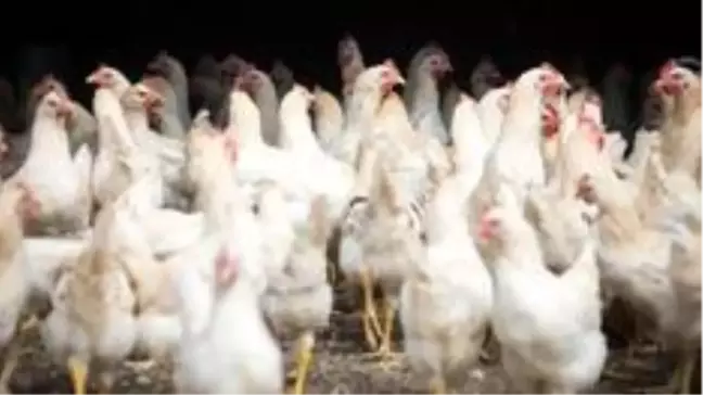 Hayvan öldürülmeden üretilen kültür eti, dünyadaki ilk onayı Singapur'dan aldı