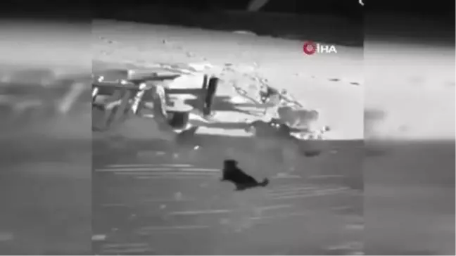 Kurtlara meydan okuyan köpekler böyle telef oldu