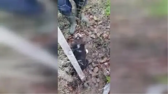 GÜMÜŞHANE - Çitin tellerine sıkışan köpek yavrusu kurtarıldı