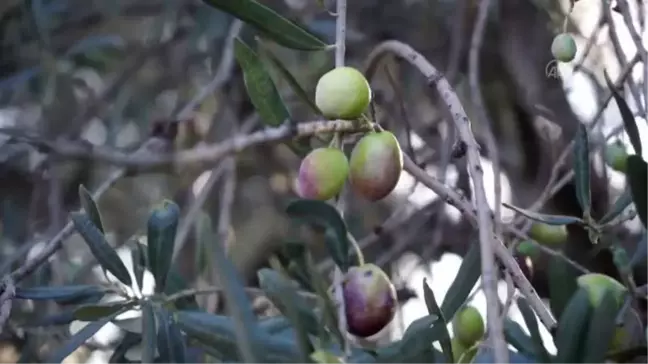 BALIKESİR - Zeytin üreticilerinin