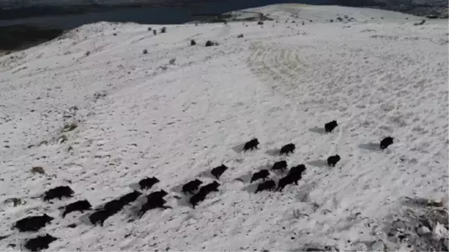 Elazığ'da yaban domuzu sürüsü, havadan görüntülendi
