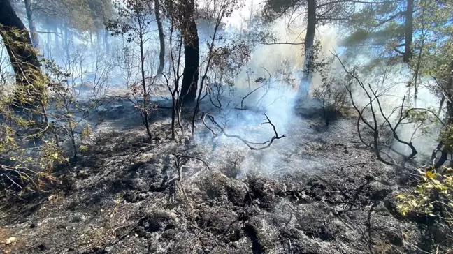 Son dakika haber... Denizli'deki orman yangınıyla ilgili 2 kişi gözaltına alındı