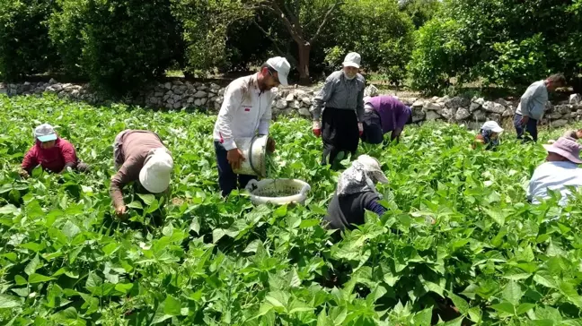 Çiftçiler bayrama denk gelen Dünya Çiftçiler Günü'nü tarlada karşıladı