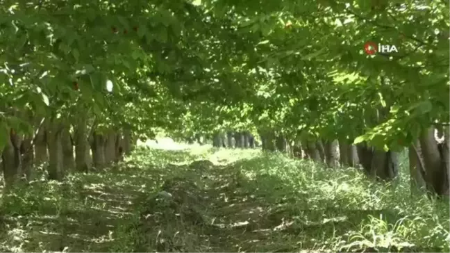 'Karga savarlar' iş başında