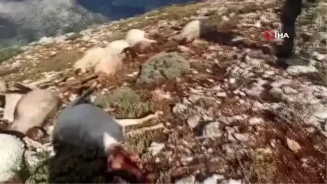 Kahramanmaraş'ta yıldırım düştü 86 koyun telef oldu