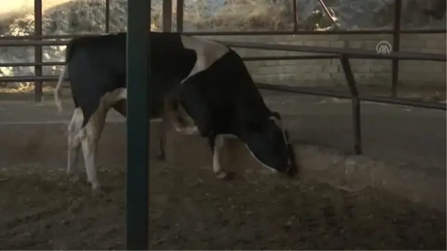KAHRAMANMARAŞ - 1 ton 150 kilogram ağırlığındaki