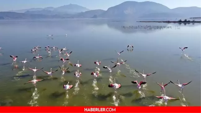 Bafa gölü nerede? Bafa gölü hangi bölgede? Bafa gölü nereye bağlı?