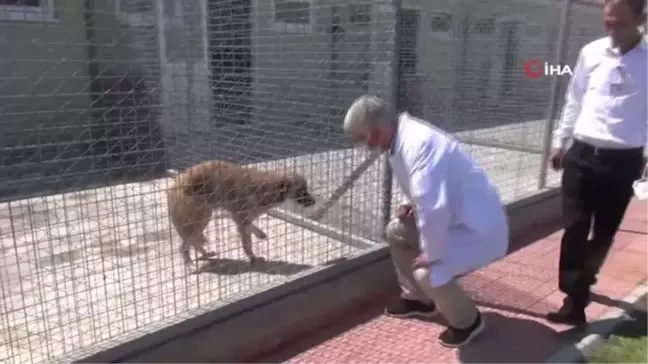 Köpek ve kedilere mikroçip