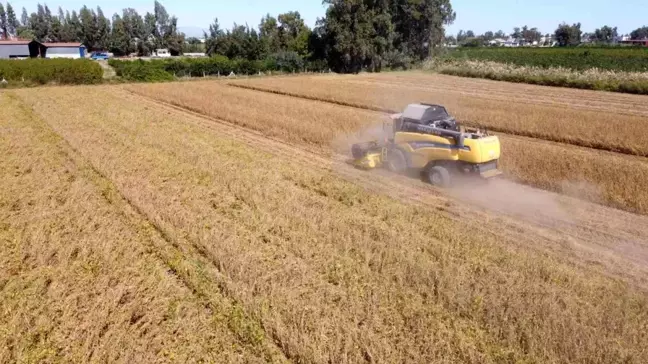 Tarsus'ta yerli soya hasadı yapıldı