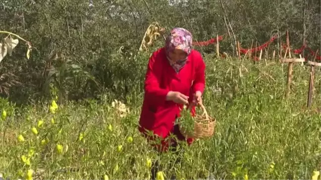 Kadın girişimciler, hobi bahçelerinde yetiştirdikleri ürünleri tüketiciye sunuyor
