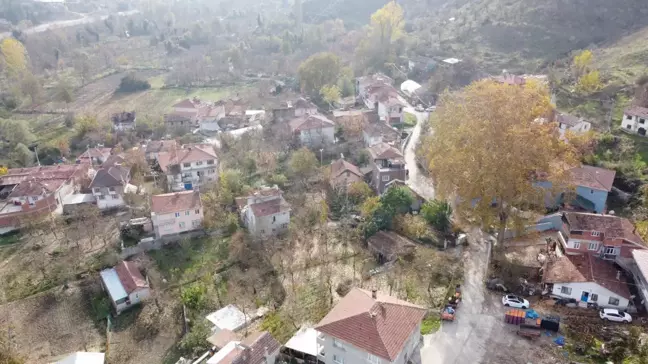 Bilecik'te hasadı süren hurma serada kurutularak sofralara ulaştırılıyor