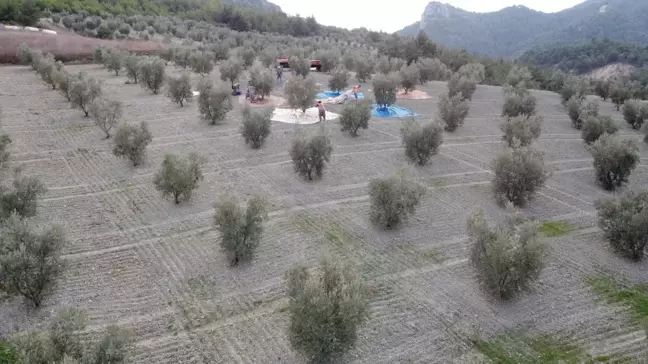 Bilecik'in Düzmeşe köyünde zeytin mesaisi başladı