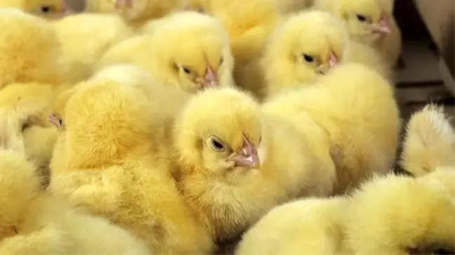Genetik cinsiyet seçimi başarıya ulaştı, milyarlarca hayvanın öldürülmesinin önüne geçilebilir
