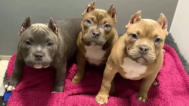İngiltere'de sosyal medya trendi yüzünden köpeklerin kulakları kesiliyor