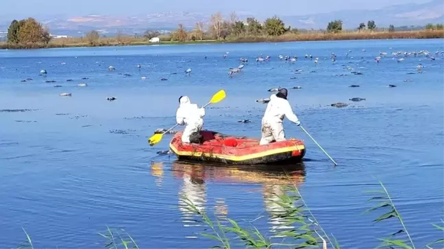 İsrail'de kuş gribi nedeniyle 5 binden fazla turna öldü