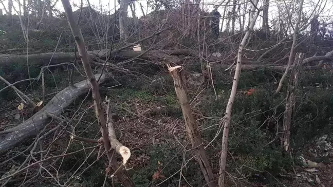 Kestiği ağacın altında kalan yaşlı adam hayatını kaybetti