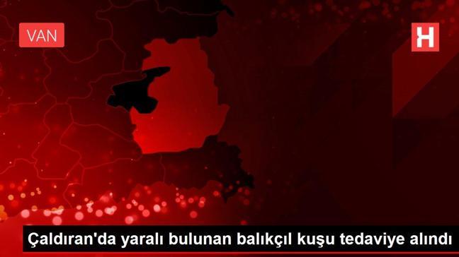 Çaldıran'da yaralı bulunan balıkçıl kuşu tedaviye alındı