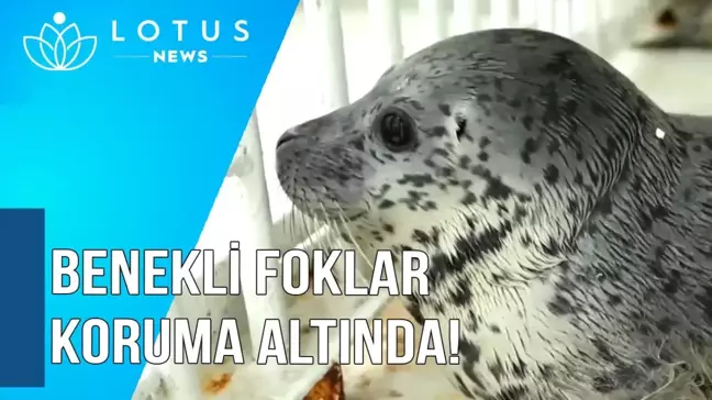 Video: Benekli Foklar Çin'in Liaodong Körfezi'nde İyi Şekilde Korunuyor