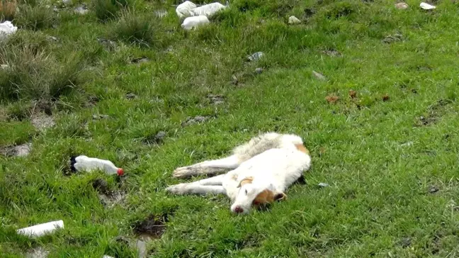 Son dakika haberi... Kars'ta yaralı köpek ölüme terk edildi