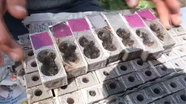 Bal verimini arttırmak için üreticilere ana arı dağıtıldı