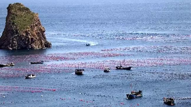 Çin'de Deniz Çiftliğinde Çalışan Balıkçılar