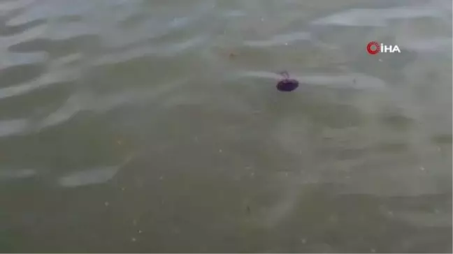 Yalova Sahili'nde zehirli pusula denizanası görüldü