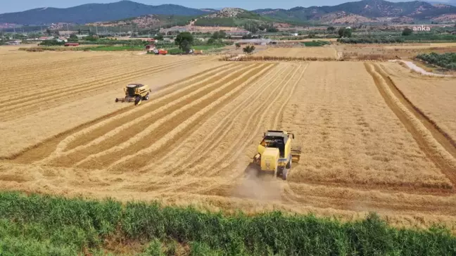 Torbalı Belediyesi Buğday Hasadına Başladı