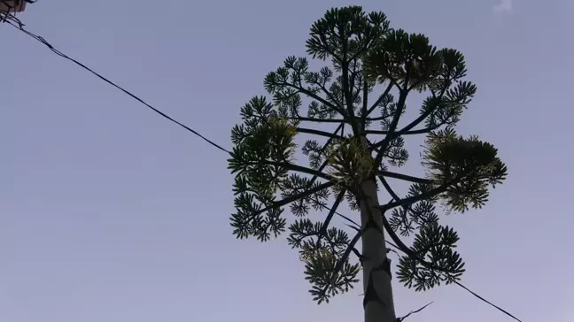 Çanakkale'de çiçek açan Agave bitkisine koruma talebi