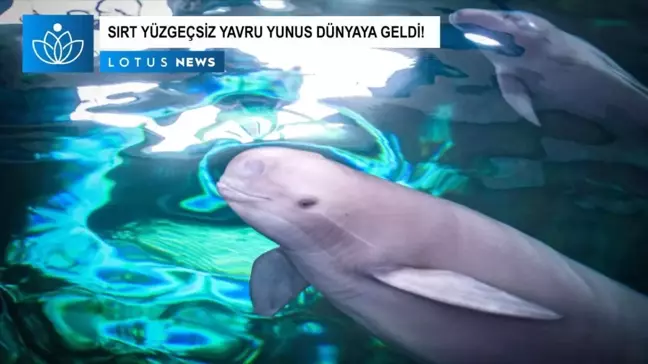 Video: Yangtze Sırt Yüzgeçsiz Yunusu Fujiu