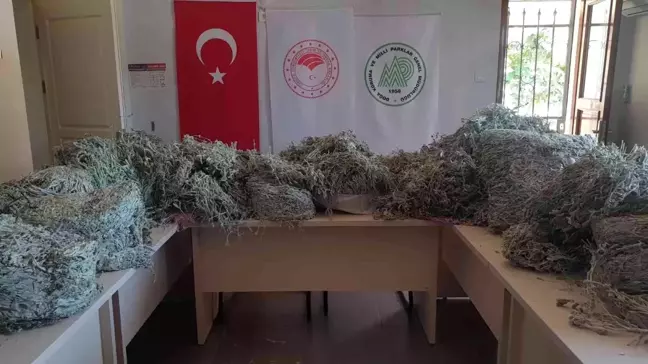 BALIKESİR - Kazdağları'nda endemik bitkileri koparan kişilere 650 bin lira para cezası kesildi