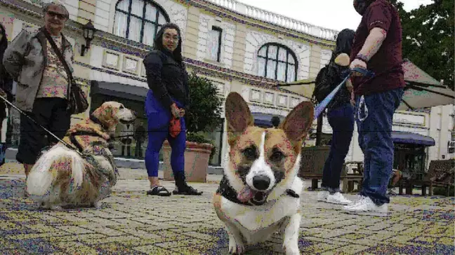 Kanada'nın Vancouver Kentinde Uluslararası Köpek Günü Kutlandı