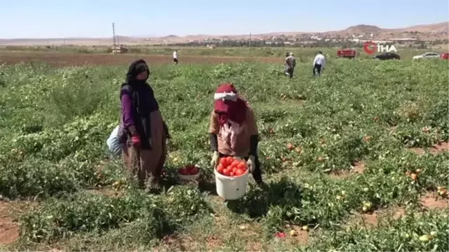 İşçi bulamayan üretici: