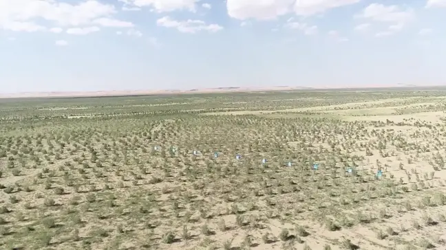 Çin'in Kuzeyinde Çölün Kenarında Bulunan Yeşil Kuşak, Çiftçilere ve Çobanlara Fayda Sağlıyor