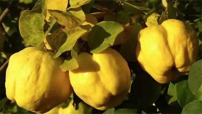 Rüyada ayva yemek, görmek ne anlama gelir? Rüyada ayva toplamak ne demek? Rüyada tatlı ayva yemek ne demek?