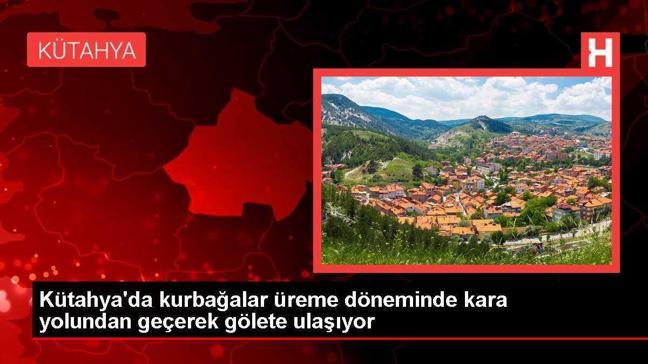 Kütahya'da kurbağalar üreme döneminde kara yolundan geçerek gölete ulaşıyor