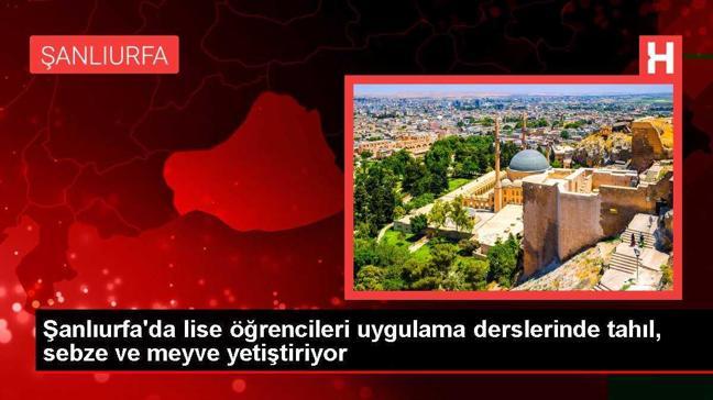 Şanlıurfa'da lise öğrencileri uygulama derslerinde tahıl, sebze ve meyve yetiştiriyor