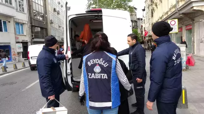 Zabıtadan kaçan dilenciler ağaca çıkarak saklandı
