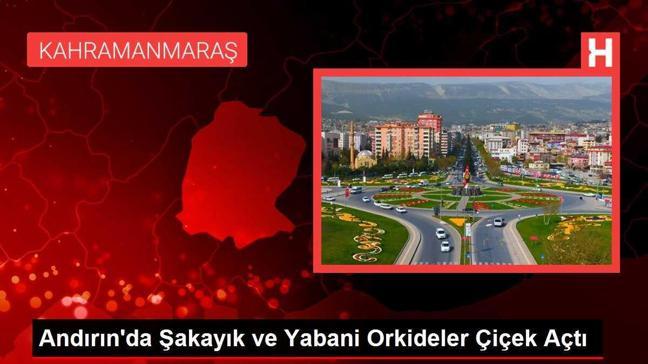 Andırın'da Şakayık ve Yabani Orkideler Çiçek Açtı