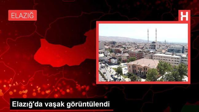 Elazığ'da vaşak görüntülendi