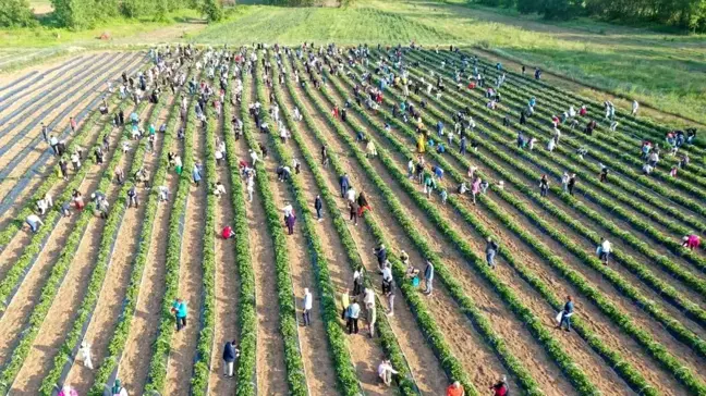 İzmit Belediyesi Çilek Köyü'nde Hasat Programı Devam Ediyor