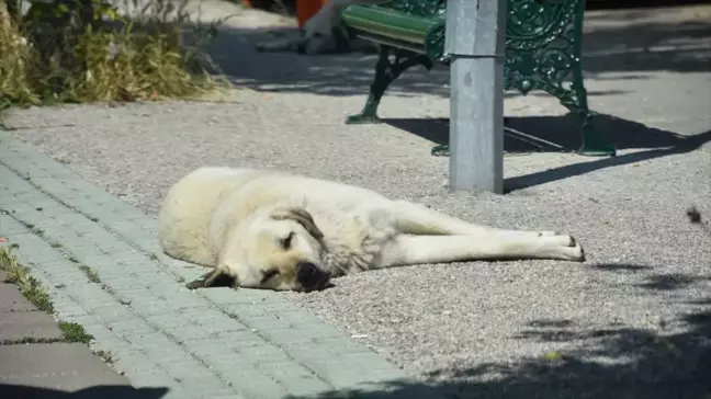 Eskişehir'de sahipsiz köpekler paniği
