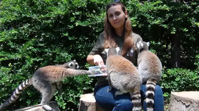 Kocaeli'deki Hayvanat Bahçesi'nde Lemur Besleme Etkinliği