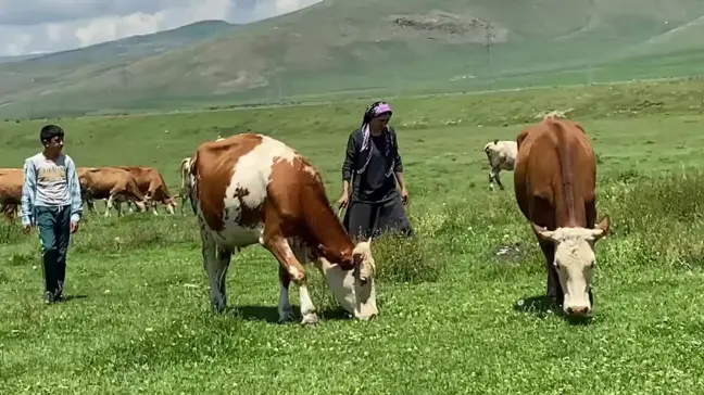 Ardahan Ziraat Odası Başkanı, şap hastalığı nedeniyle ölen hayvanlar için tazminat istedi