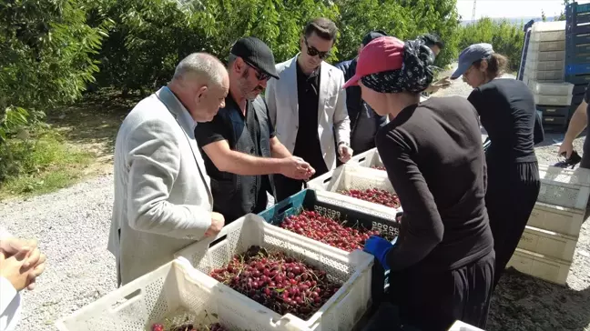 Yahyalı'da Kiraz Hasadı Başladı