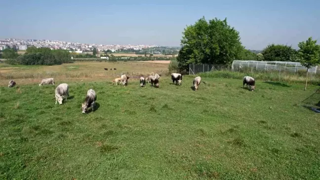 Türkiye'nin 'Boz sığır' ırkı koruma altına alındı