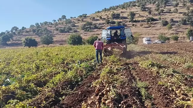 Mardin'de 320 Dönümlük Patates Tarlasında Günlük 200-300 Ton Hasat